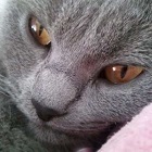 Avatar du membre