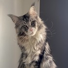 Avatar du membre