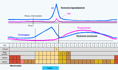 hormones_fr.gif